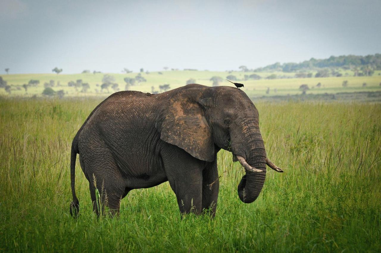 Apoka Safari Lodge Loitanit Bagian luar foto